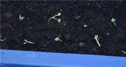 Transplant Radishes 